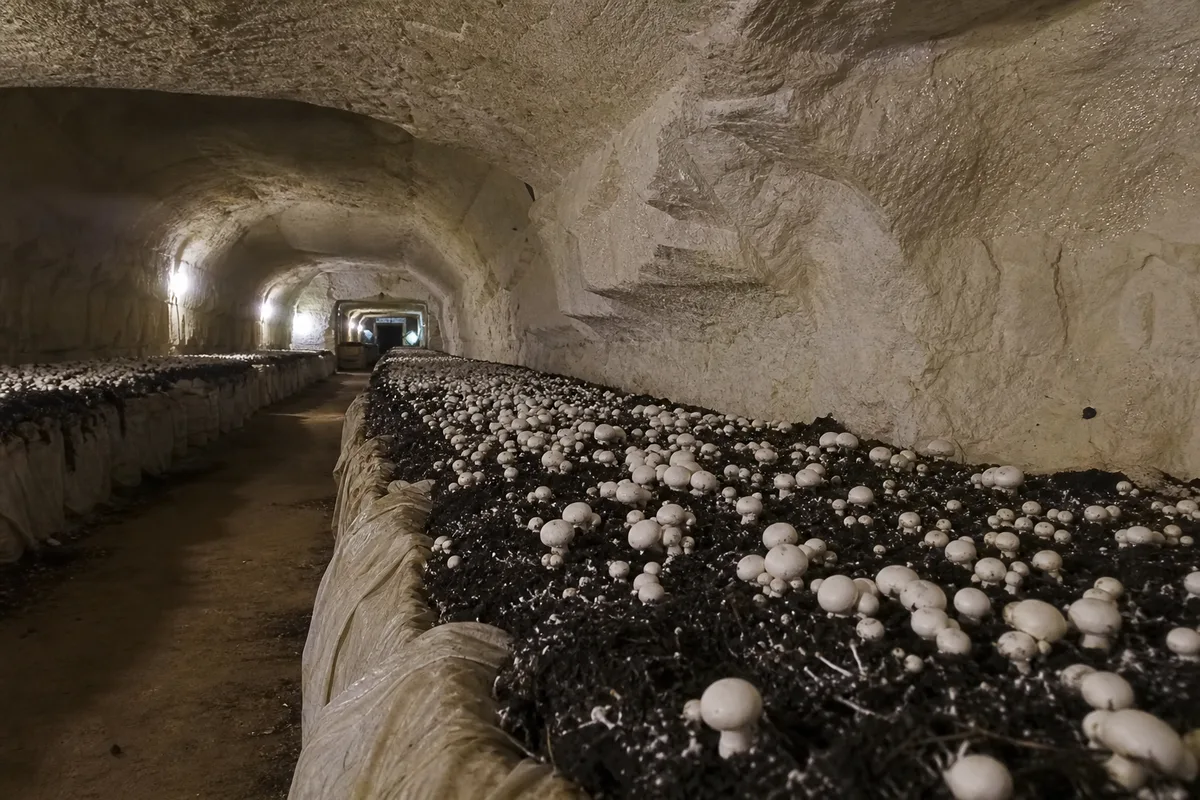 Champignonnière installée dans une galerie de tuffeau, meules de culture alignées sous une voûte claire, ambiance humide et sombre